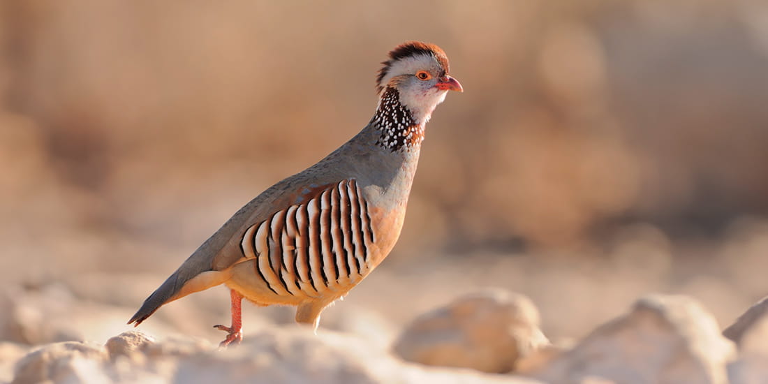 The Barbary Partridge reside at the eco farm of Verdeaurora